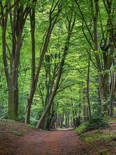 Forêt de hêtres au printemps sur Maarten Leeuwis