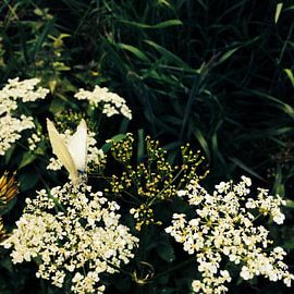 Butterfly on flowers by Sjaak Smits