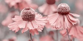 Sonnenbraut, Helenium von Violetta Honkisz