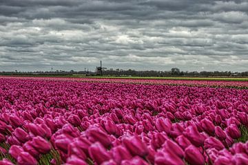 roze tulpen met molen en donker wolkendek van peterheinspictures