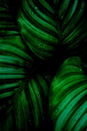 Watercolor Green Leaves