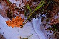Autumn leaf in the brackish water