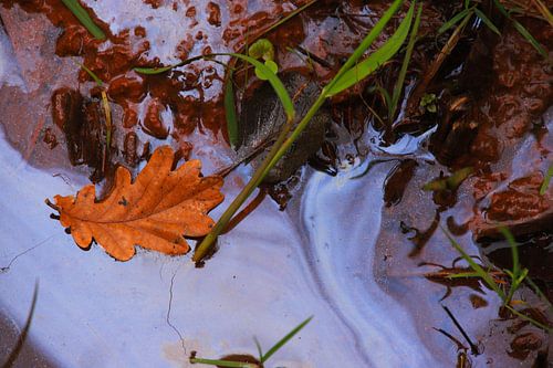 Herbstblatt im Brackwasser