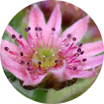 Sweet, bloem van een vetplant Macrofotografie van Watze D. de Haan