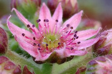 Sweet, bloem van een vetplant Macrofotografie van Watze D. de Haan