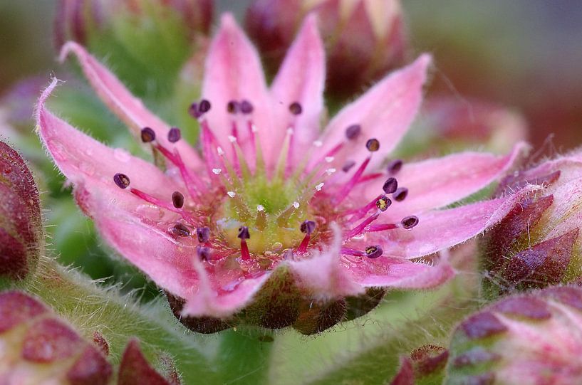 Sweet, bloem van een vetplant Macrofotografie par Watze D. de Haan