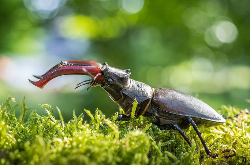 Stag beetle by Jürgen Schmittdiel Photography