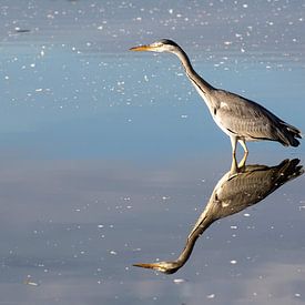 Weerspiegeling blauwe reiger van Harry Kolenbrander