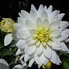 White dahlia sur Beatrice Cloake
