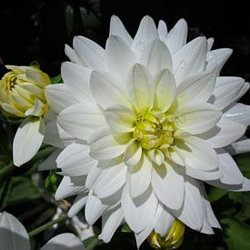 White dahlia van Beatrice Cloake