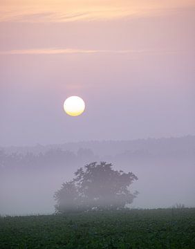 nebliger Sonnenaufgang von Marieke Smetsers