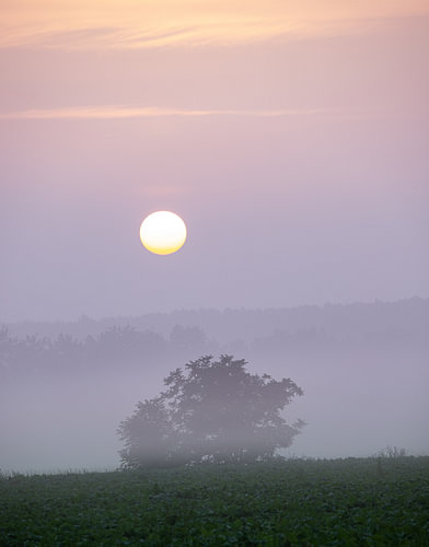 misty sunrise