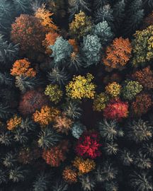 Romantischer Herbstwald