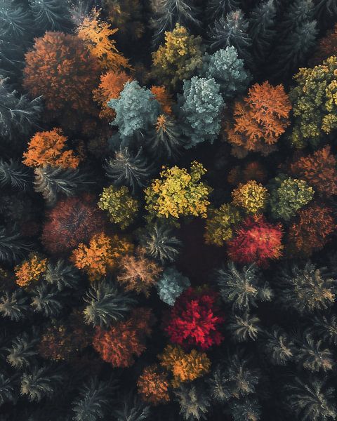 Romantischer Herbstwald von fernlichtsicht