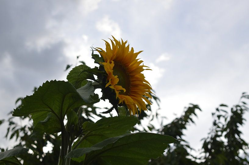 Sunflower by Moh-Art