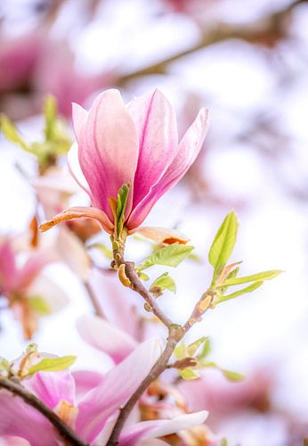 Roze en wit bloeiende magnolia bloemen
