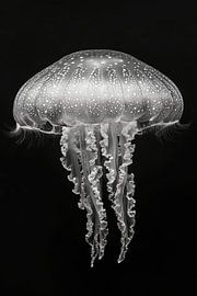 Qualle von Poster Art Shop