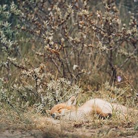 slaperig, klein lief vosje in de duinen van mirka koot