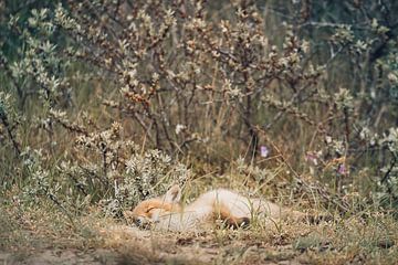 sleepy little sweet fox in the dunes