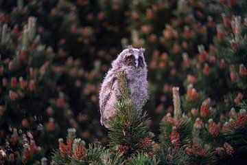 Jeune hibou moyen-duc dans un arbre au crépuscule sur John Ozguc