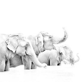 Elephants in Nepal by Jeroen Kleverwal