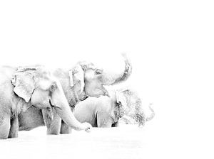 Elefanten in Nepal von Jeroen Kleverwal