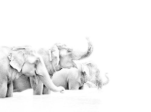 Elephants in Nepal by Jeroen Kleverwal
