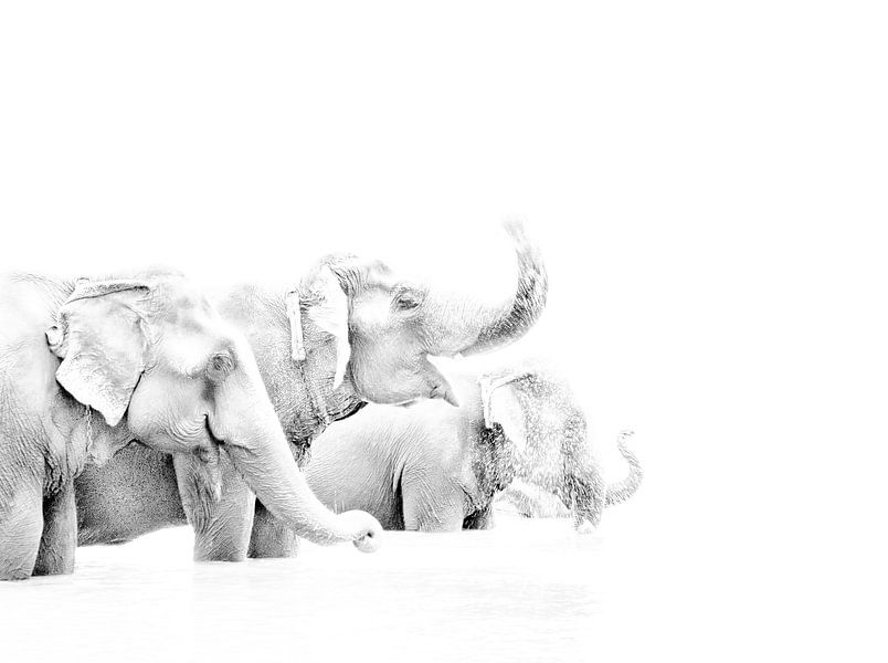 Les éléphants au Népal par Jeroen Kleverwal
