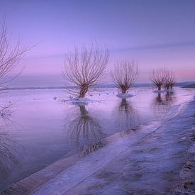 Ice around pollard willows in winter landscape by Moetwil en van Dijk - Fotografie
