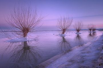 Ice around pollard willows in winter landscape