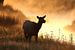 Elk, Wapiti, Cervus elephas, Yellowstone National Park, Wyoming USA von Frank Fichtmüller
