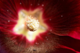 Hollyhock 1 by Erik Buitenhuis