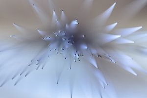 Drumborstel
