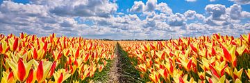 een Lente landschap met geel-rode tulpen in een panoramabeeld