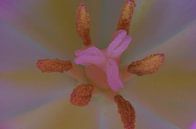 Pink, Tulp Macrofotografie van Watze D. de Haan thumbnail