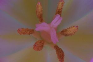 Pink, Tulp Macrofotografie