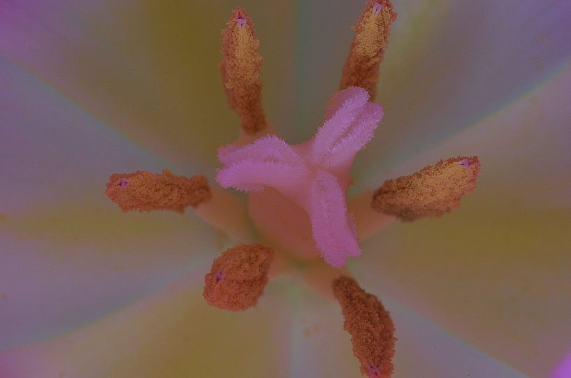Pink, Tulp Macrofotografie van Watze D. de Haan