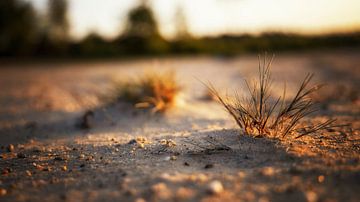 le coucher de soleil permet à la petite herbe à pollen de profiter des derniers rayons du soleil sur Hans de Waay