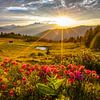 Les rayons du soleil touchent les roses d'alpage sur le Lackenalm sur Christa Kramer