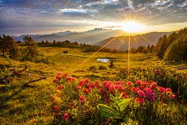 Sonnenstrahlen und Almrosen auf der Lackenalm von Christa Kramer