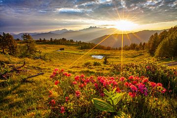 The sun's rays touch the alpine roses on the Lackenalm by Christa Kramer