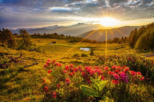 Sonnenstrahlen und Almrosen auf der Lackenalm