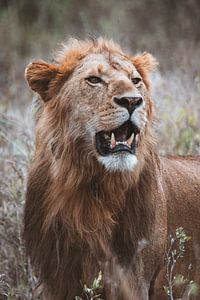Der König der Savanne