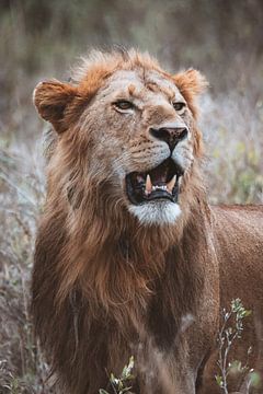 De koning van de savanne