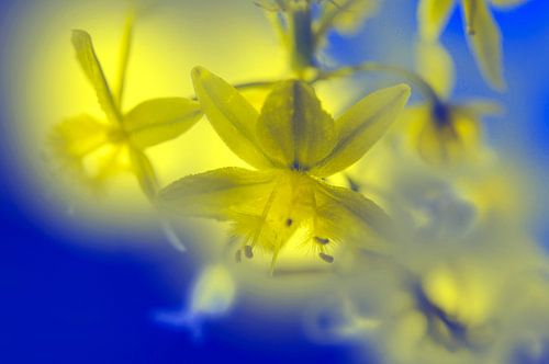 Illumination florale