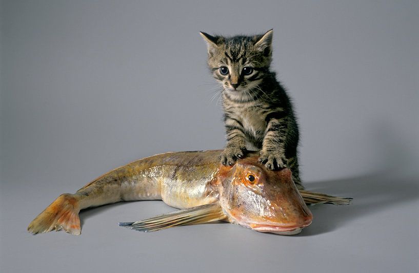 Petit chat avec un gros poisson mort, sculpture abstraite par Frans Rombout