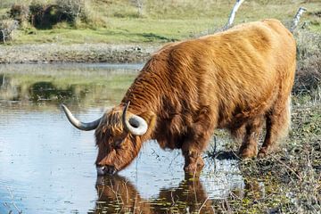 Scottish Highlander by Dennis Schaefer