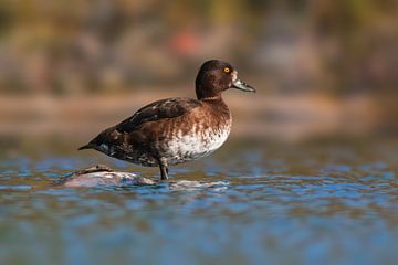 Canard sur un étang sur Mario Plechaty Photography