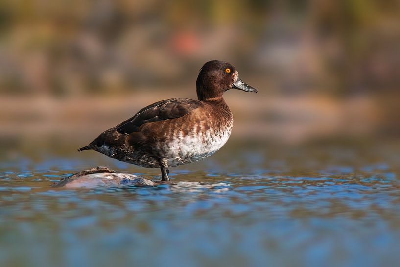 Eend op een vijver van Mario Plechaty Photography