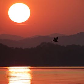 Sonnenaufgang | Aufgehende Sonne | Pelikan | Berge | Mexiko von Kimberley Helmendag